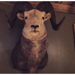 Meet your Posher, Gregory